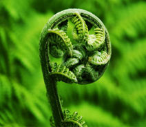 frond