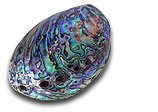 Paua